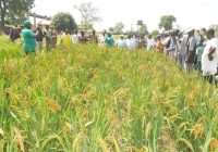 NIGERIA MAKES N150bn FROM PADDY RICE PRODUCTION