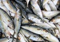 NIGERIA CAN SAVE US$800m FROM FISH IMPORTATION.