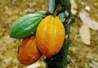 IVORY COAST RIPS OFF 100 000 HECTARES OF COCOA TREE TO STOP VIRUS.