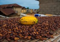 WORLD BANK TO INVEST US$300M INTO GHANA COCOA INDUSTRY
