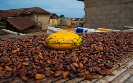 ghana cocoa world bank