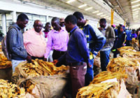 ZIMBABWE TOBACCO INDUSTRY: SUCCESS AND CHALLENGES FACED BY FARMERS